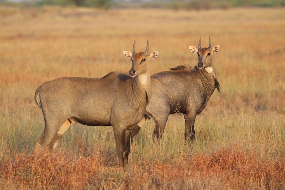 The Blackbuck Trails, VELAVADAR 28/49