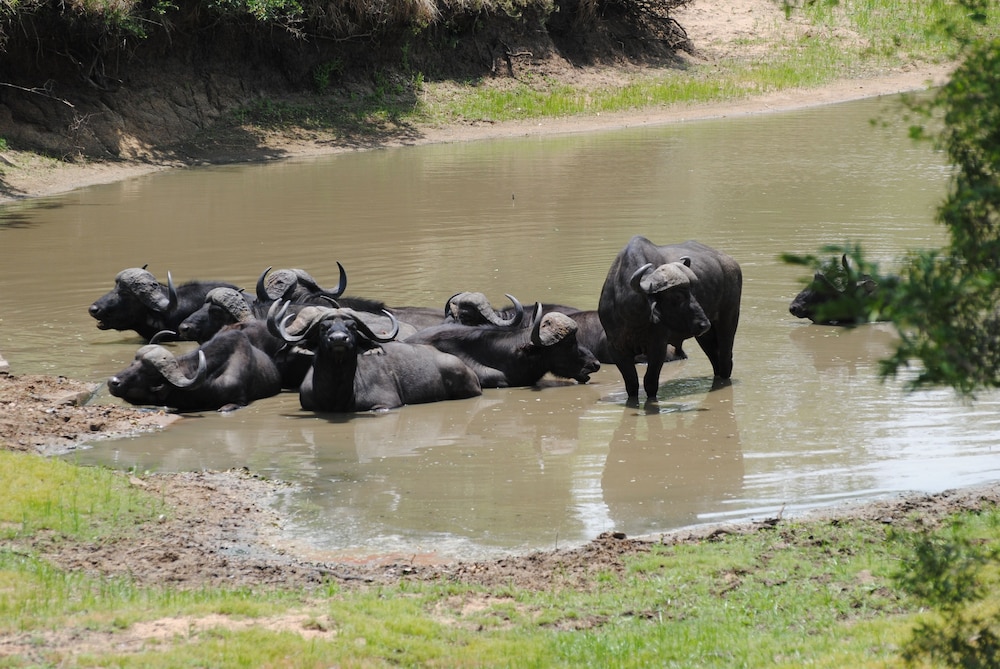 Monwana Game Lodge 17/19