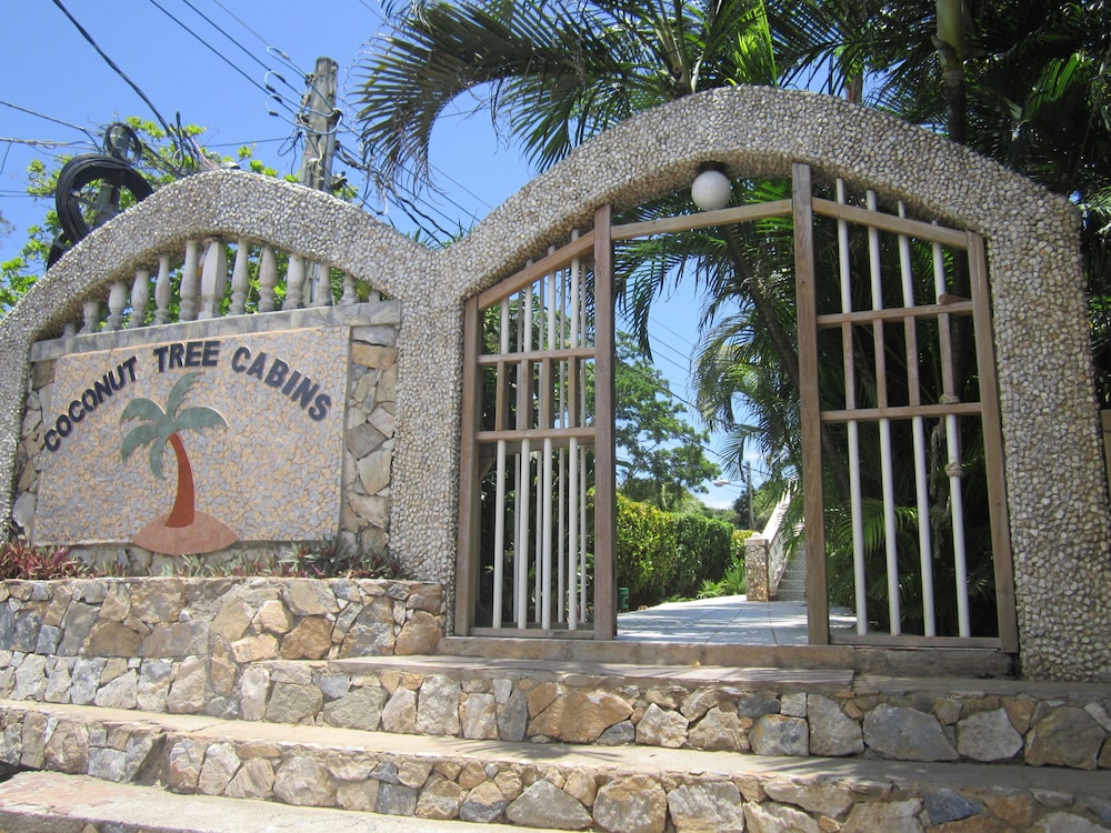 Coconut Tree West End 8/54
