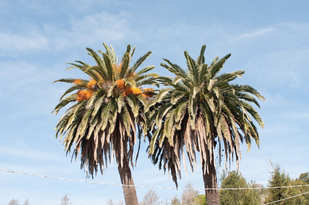 Cambria Palms Motel 14/27