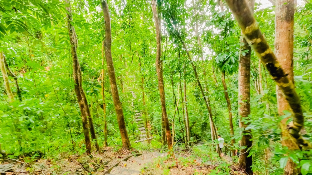 Atremaru Jungle Retreat 60/67