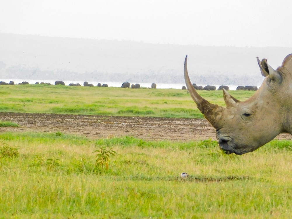Lake Nakuru Lodge - All Inclusive 19/32