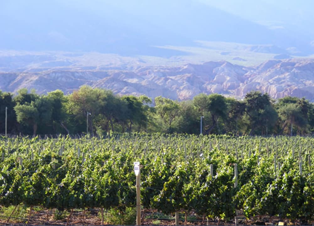 La Casa de la Bodega 26/40