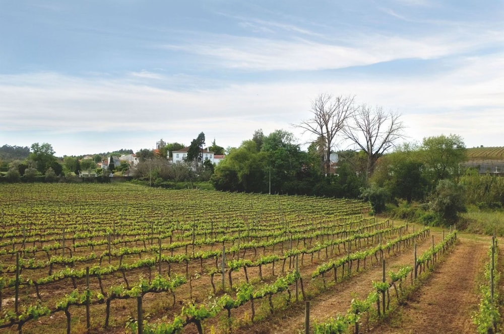 QUINTA DE SAO LOURENCO 3/54