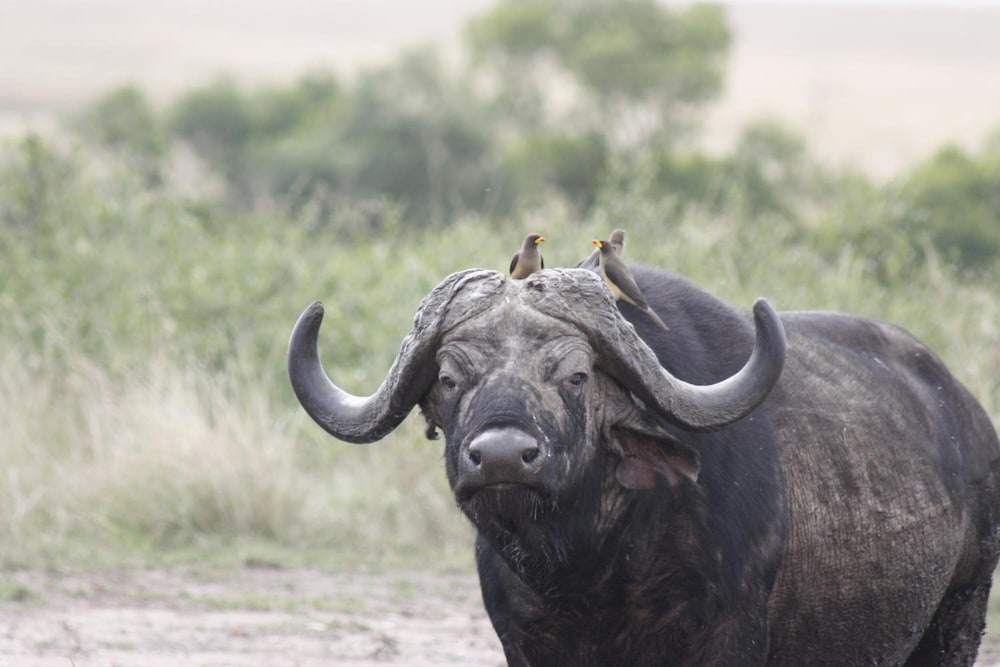 Mara Intrepids Tented Camp 45/49