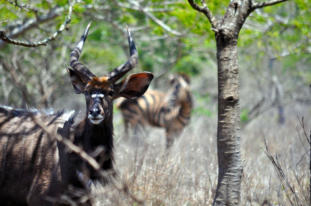 Bushlands Game Lodge 37/45