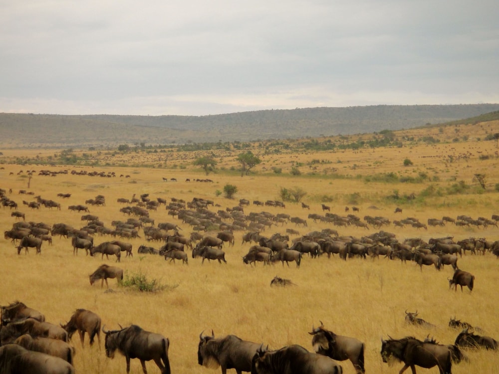 AA Lodge Masai Mara 38/50