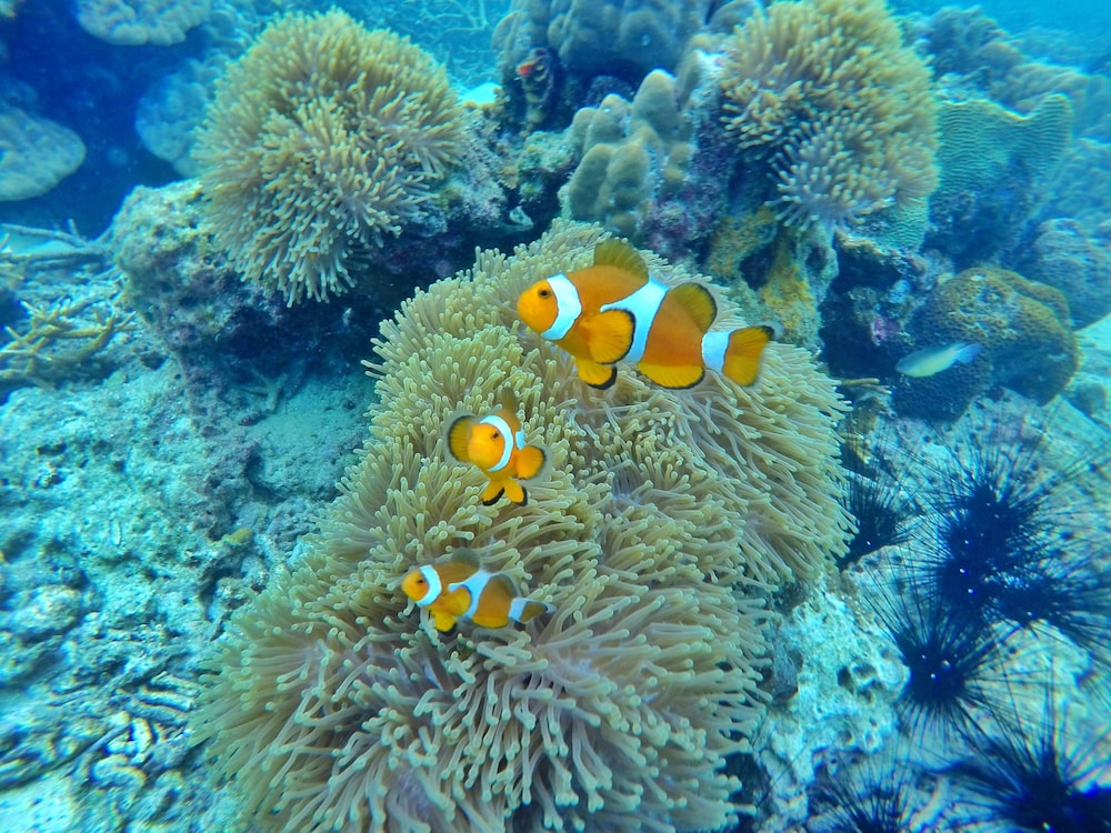 Perhentian Island Resort 48/55