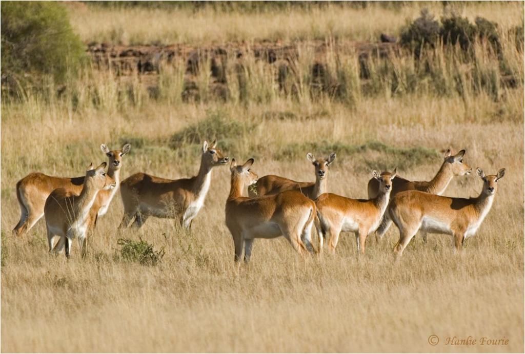 Otterskloof Private Game Reserve 17/38