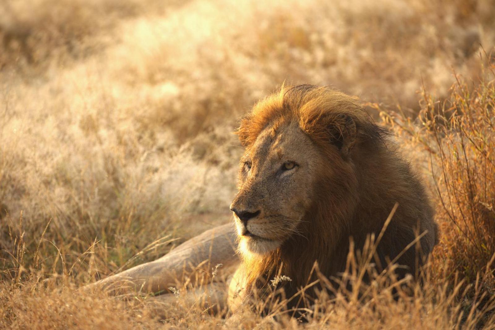 Imagine Africa Luxury Tented Camp 37/50