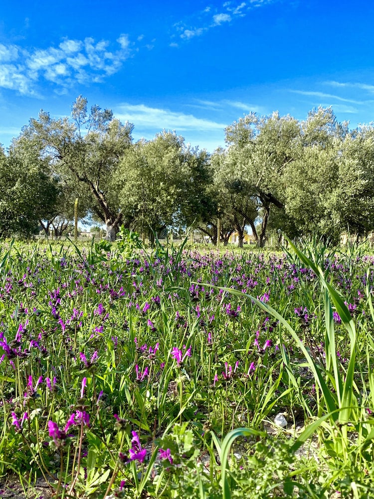 Alacati Barbarossa Hotel 23/39