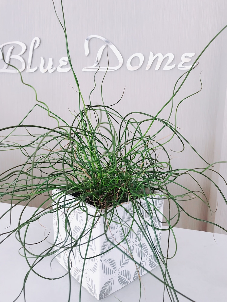 BLUE DOME 10/50