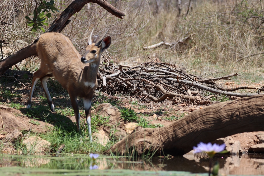 Antares Bush Camp & Safaris 39/50
