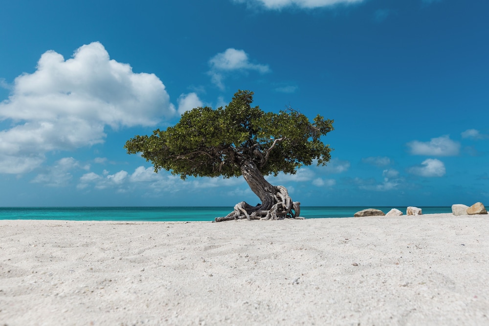 Blue Residences Aruba 79/83