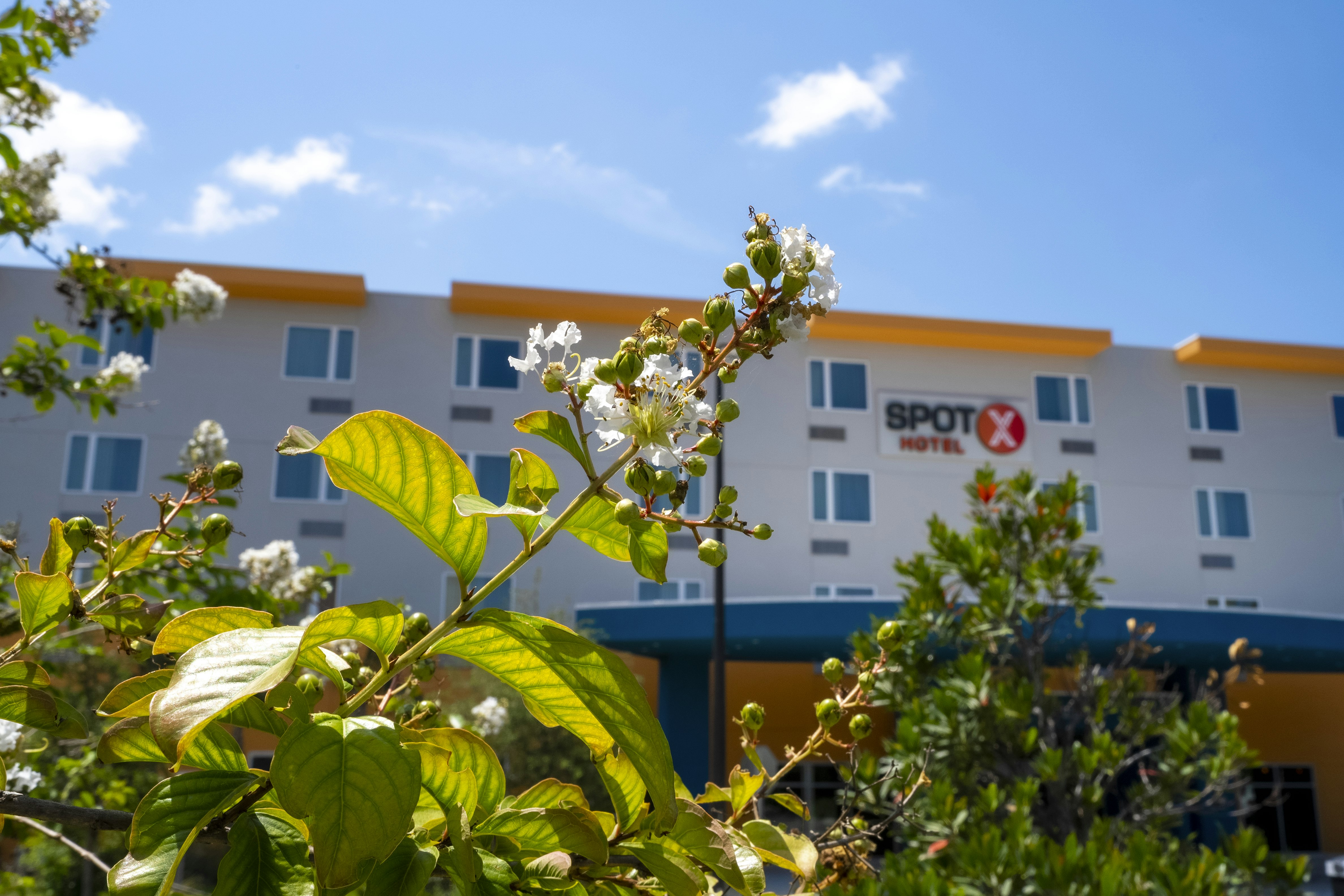 SPOT X Hotel Orlando/Intl Dr by The Red Collection 74/75
