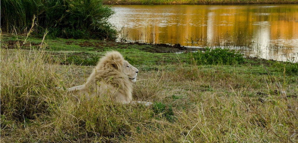 Elandela Private Game Reserve And Luxury Lodge 47/50