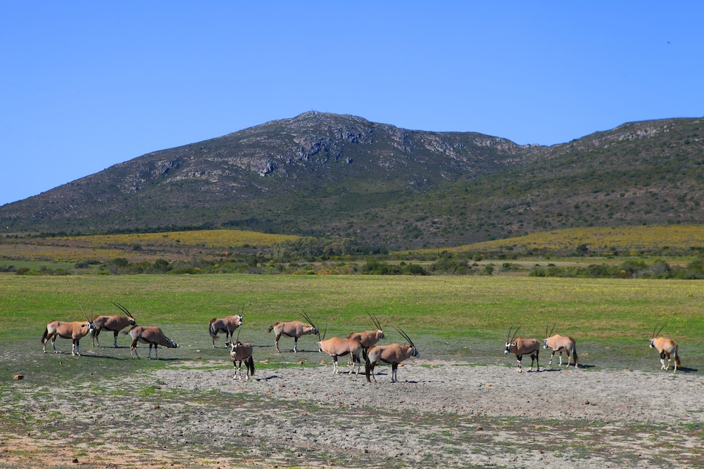 Garden Route Game Lodge 59/74
