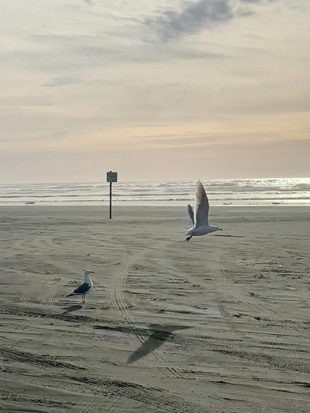 The Grey Gull 34/42