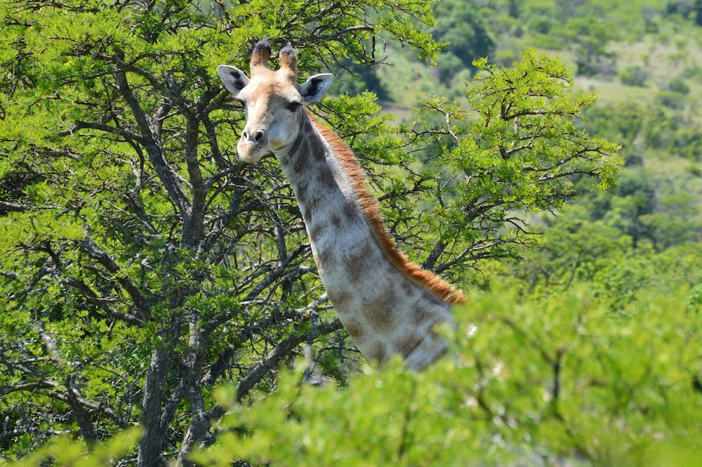 PREMIER RESORT MPONGO PRIVATE GAME RESERVE 44/50