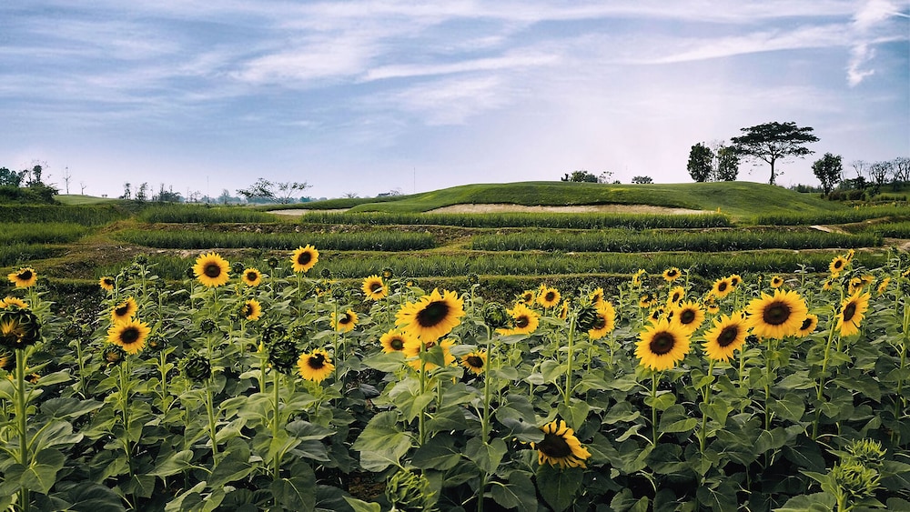 Alpine Golf Resort Chiang Mai 44/49