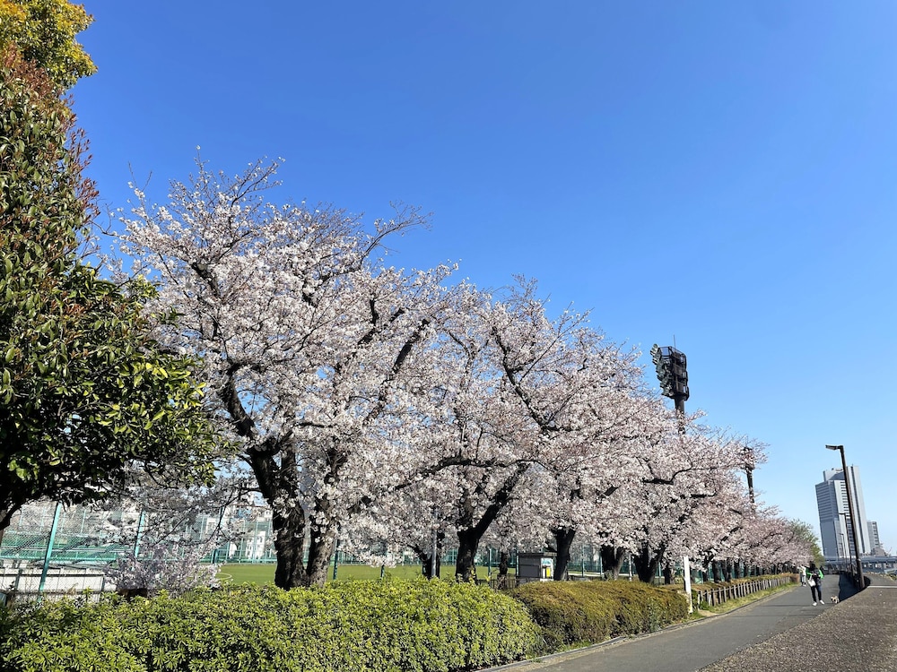HOTEL AMANEK Asakusa Sakurabashi 45/50