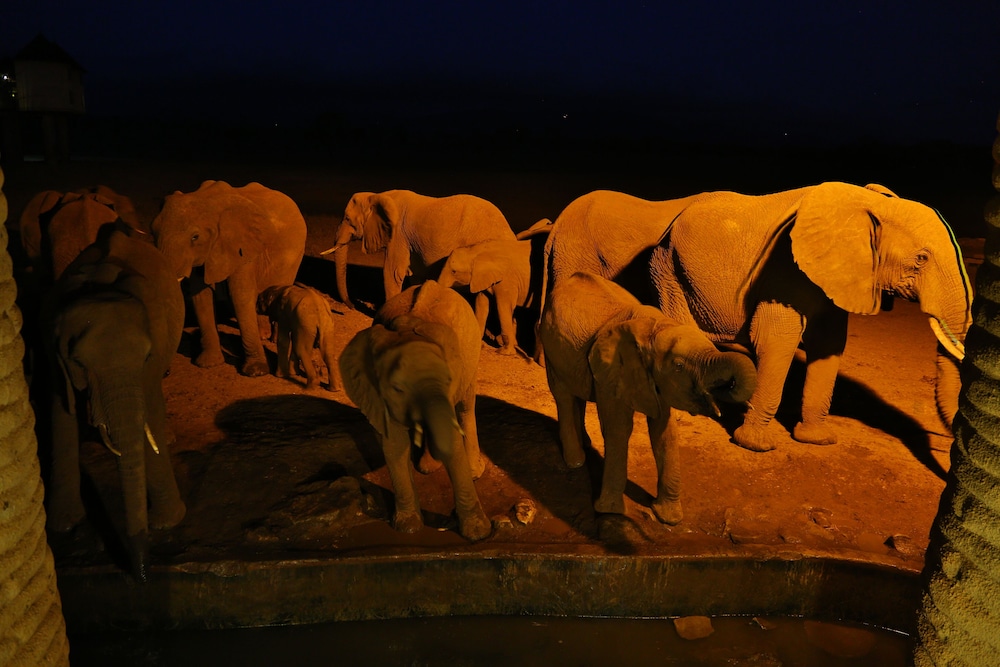 Salt Lick Safari Lodge 21/55