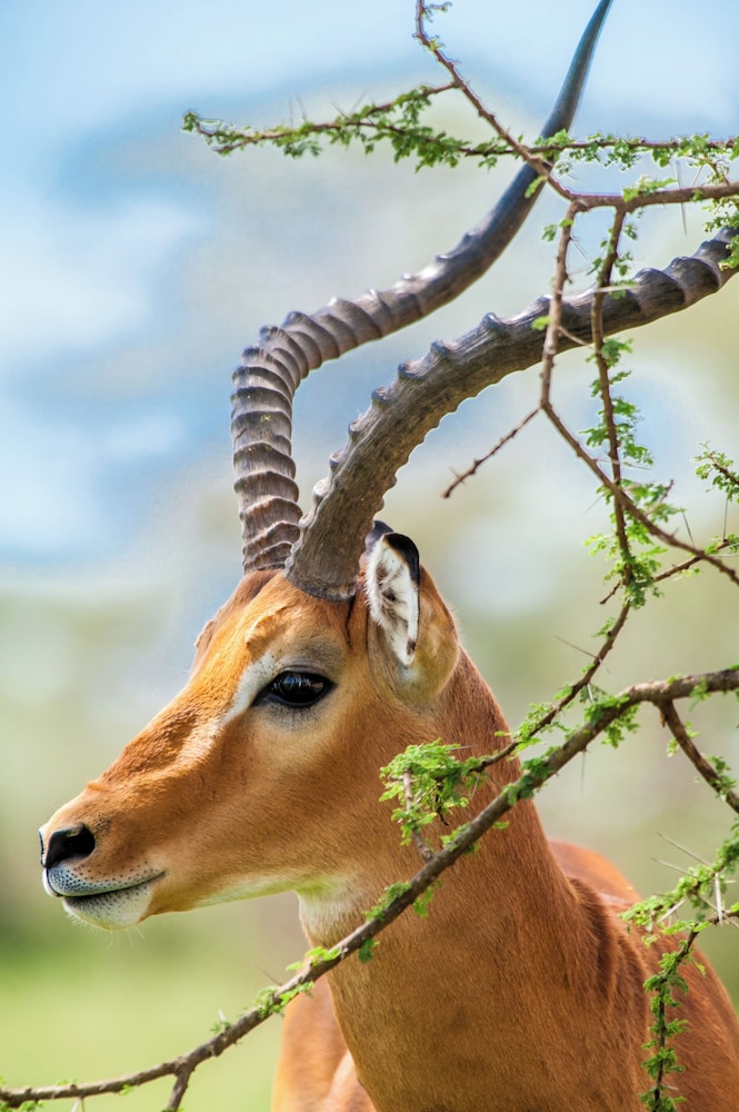 Kananga Special Tented Camp 19/50