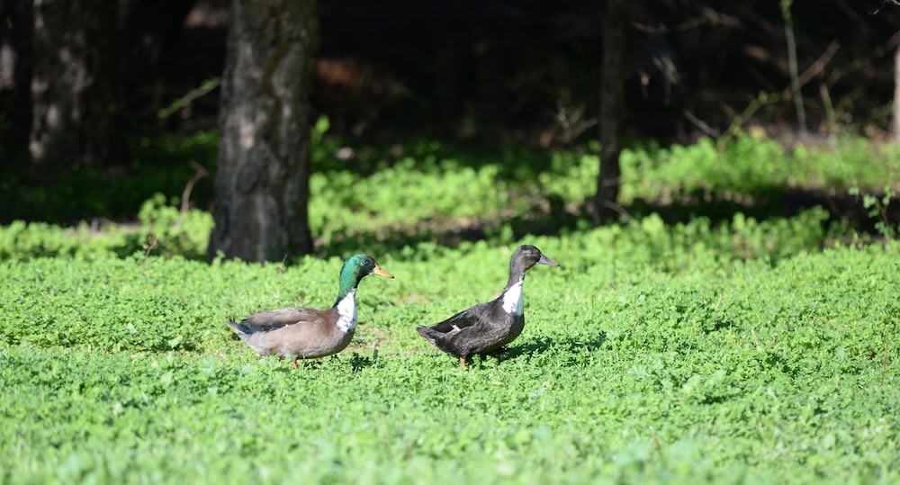 Quinta da Samoqueirinha 19/33