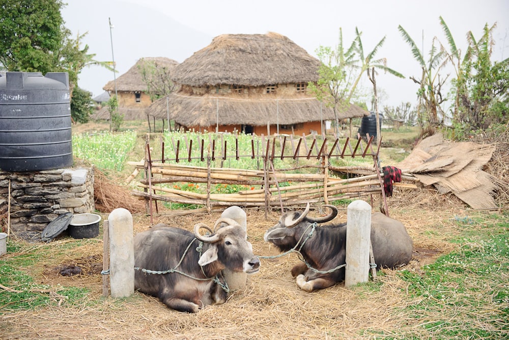 Hananoie-A Permaculture Resort 19/20