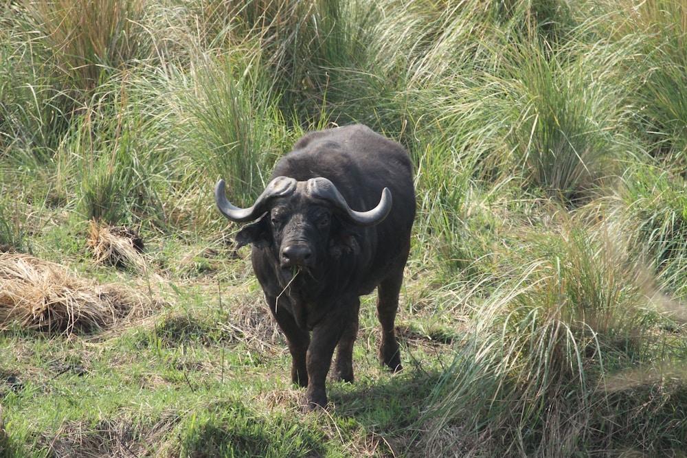 Inzalo Safari Lodge 24/45