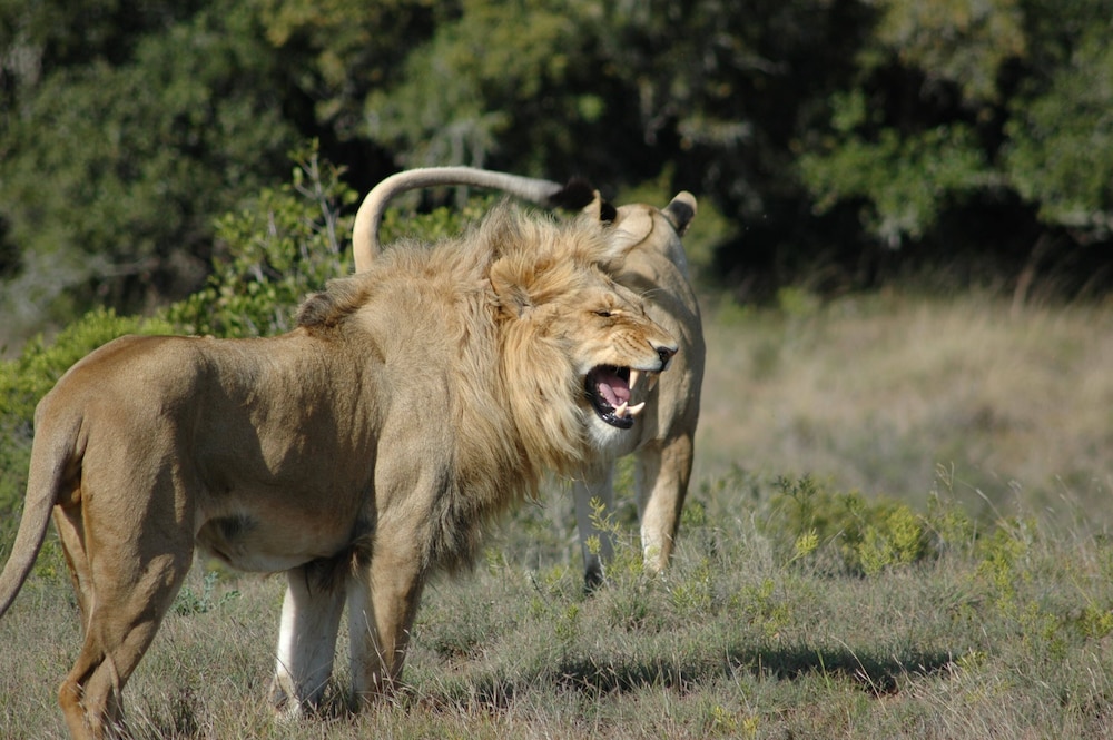 Amakhala Safari Lodge 40/50