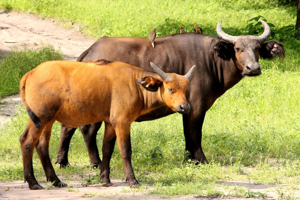 Fathala Wildlife Reserve 42/47