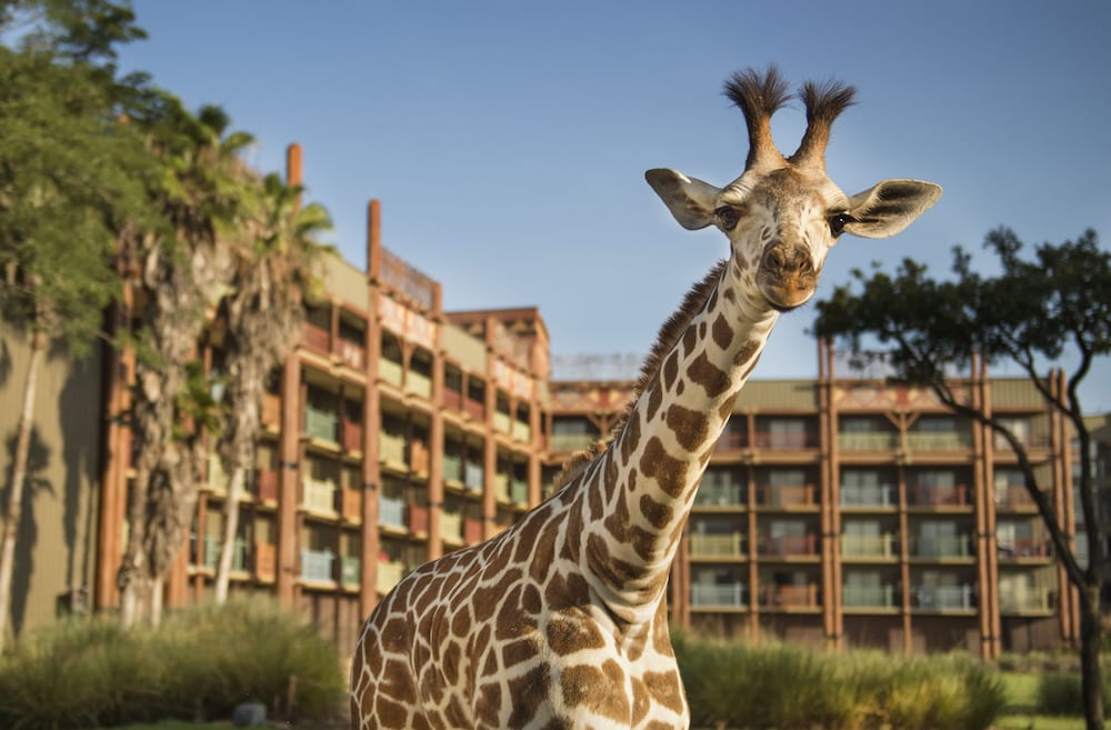 Disneys Animal Kingdom Lodge 4/50
