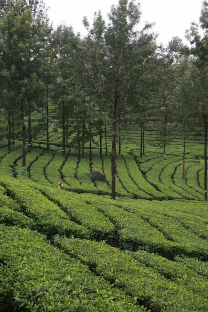 Wild Elephant Eco Friendly Resort 29/32