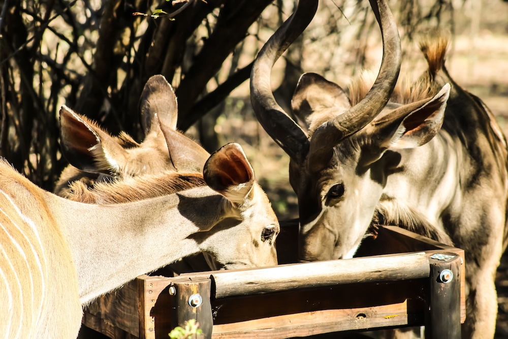 Homebase Kruger 14/39