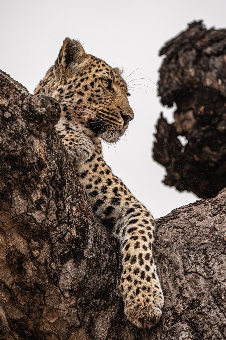 Cheetah Plains Private Game Reserve 82/96