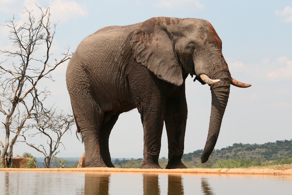 Mhondoro Game Lodge 42/50