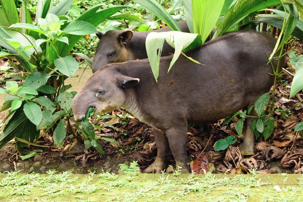 Tapirus Lodge 32/38