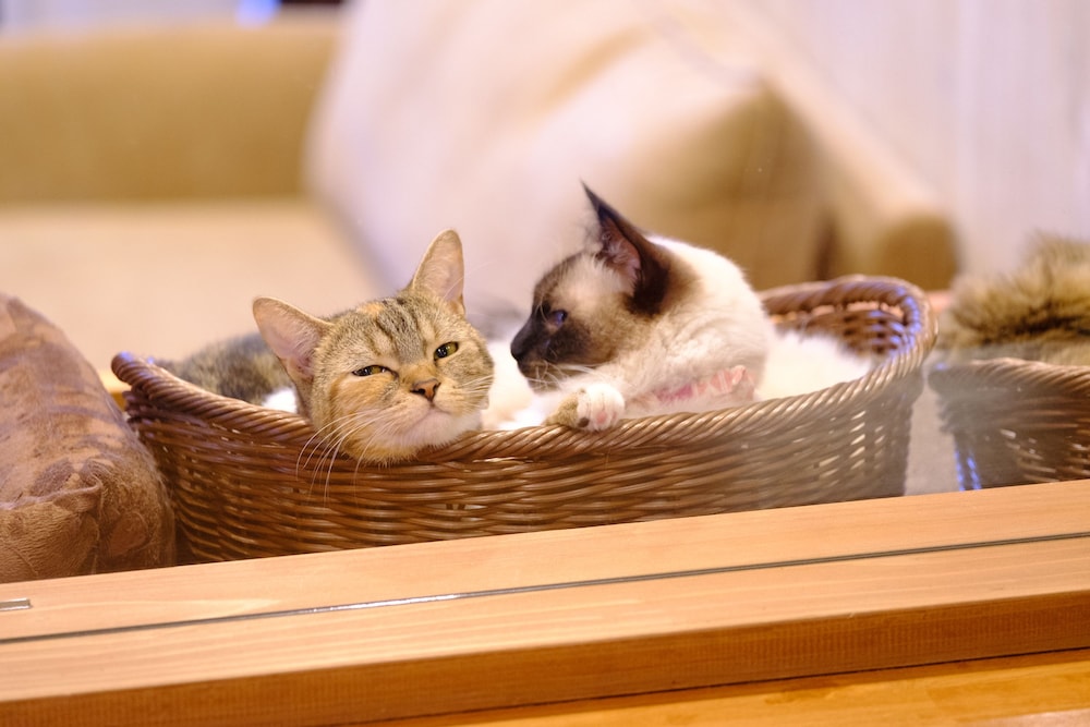 由布院わらねこの宿 写真5