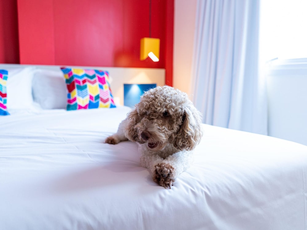 Ibis Styles Campina Grande 42/45