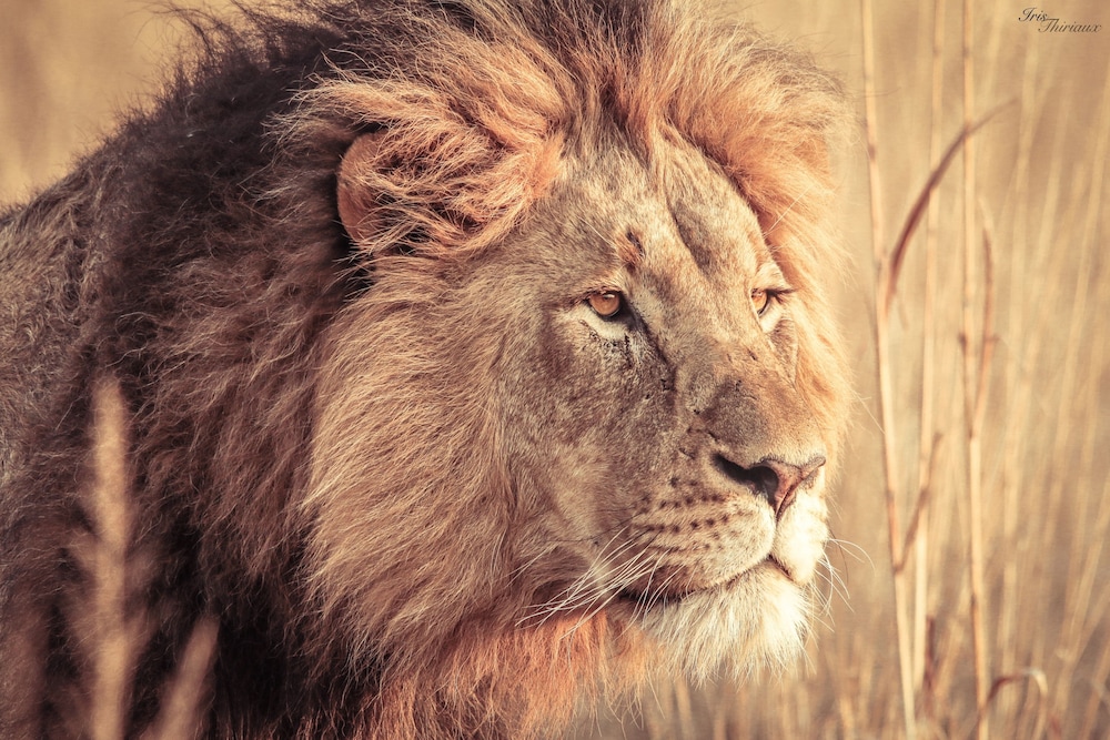 Nambiti Hills Private Game Lodge 12/50