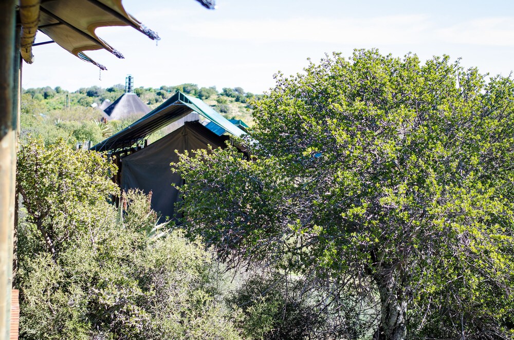 Buffelsdrift Game Lodge photo5