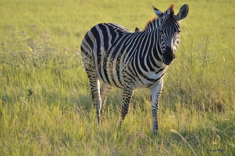 Khwai Tented Camp 36/50