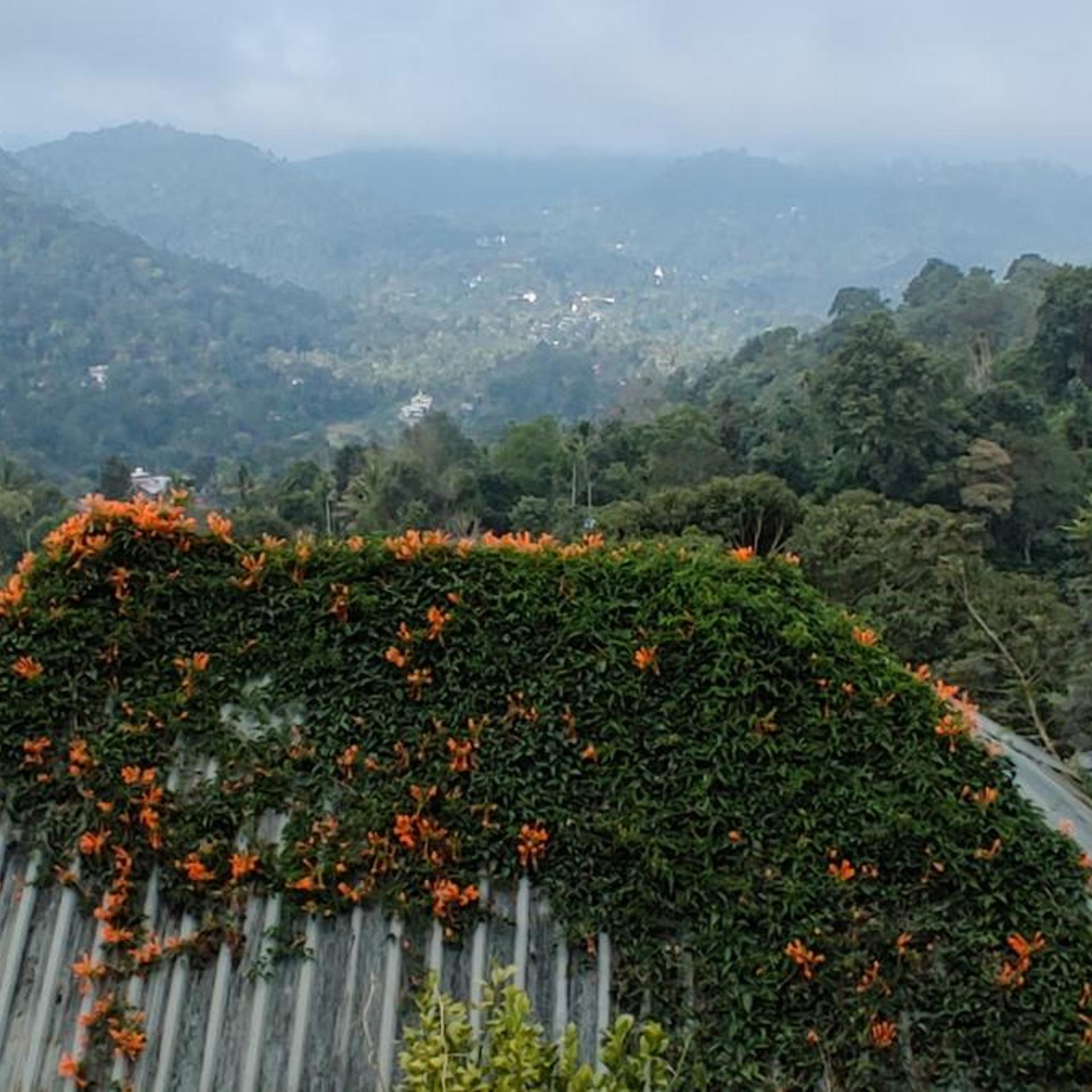 Munnar Tea Country Resort 36/47