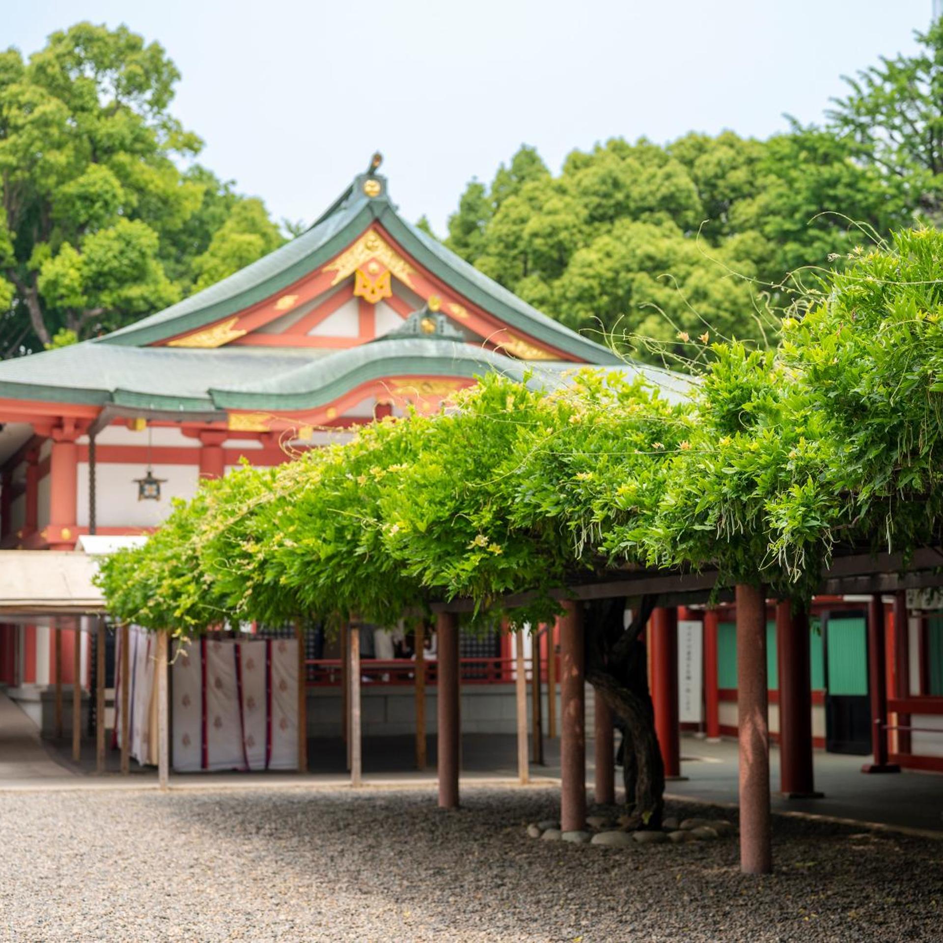 COCOSHUKU AKASAKA Premium 55/57