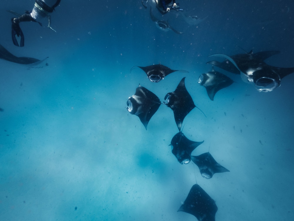 Avani+ Fares Maldives Resort 143/164