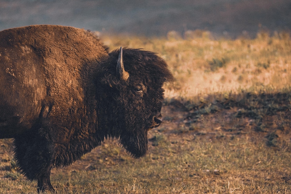 Hyatt Place Bozeman Yellowstone Airport 43/49
