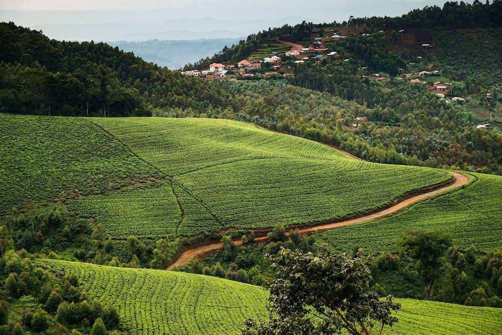 Nyungwe Tea Forest Resort 70/71