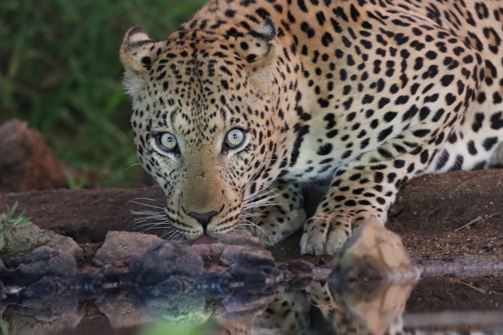 Antares Bush Camp & Safaris 16/50