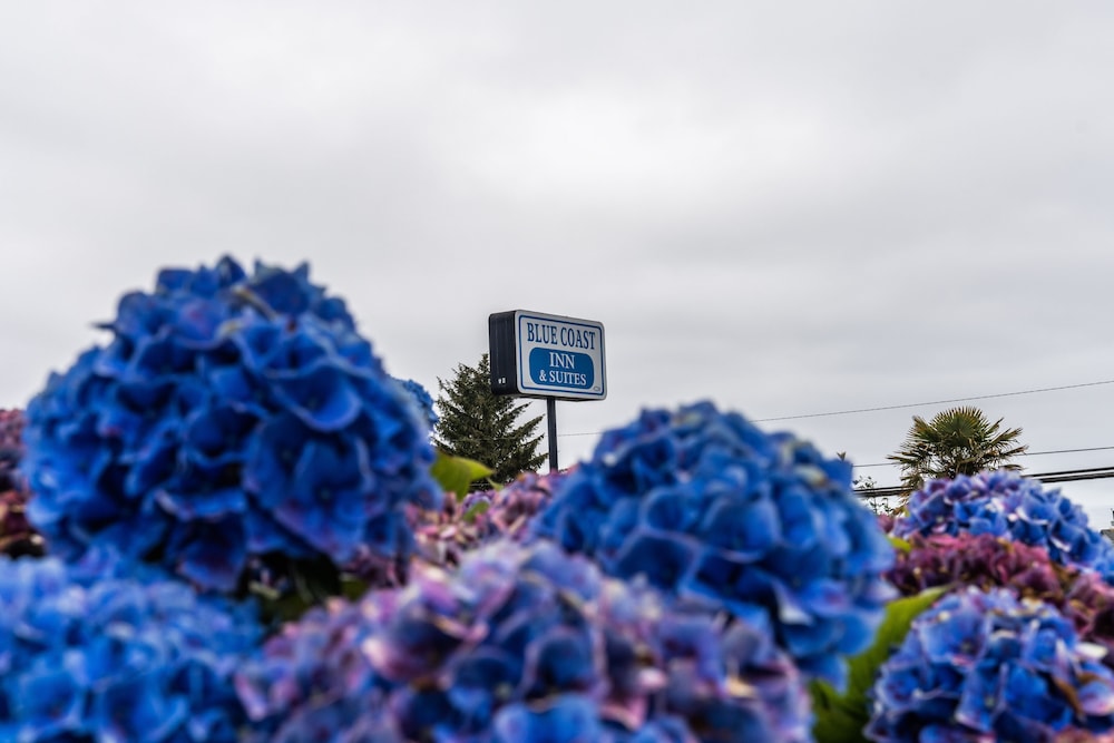 Blue Coast Inn and Suites 40/41